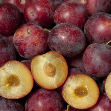 Pluerry tree fruit