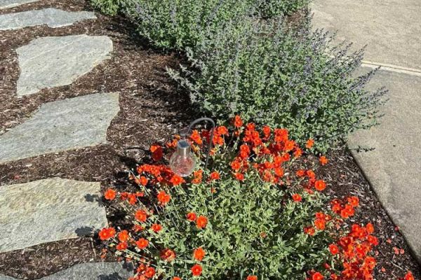 closeup of flagstone path and bright red-orange helianthemum in bloom