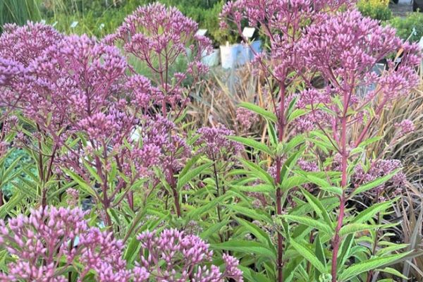 Eupatorium Little Joe edit