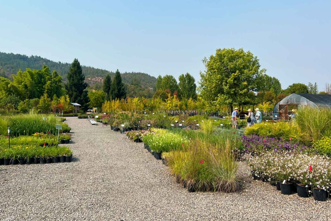 Shooting Star Nursery plant, tree and garden center in Central Point, Oregon