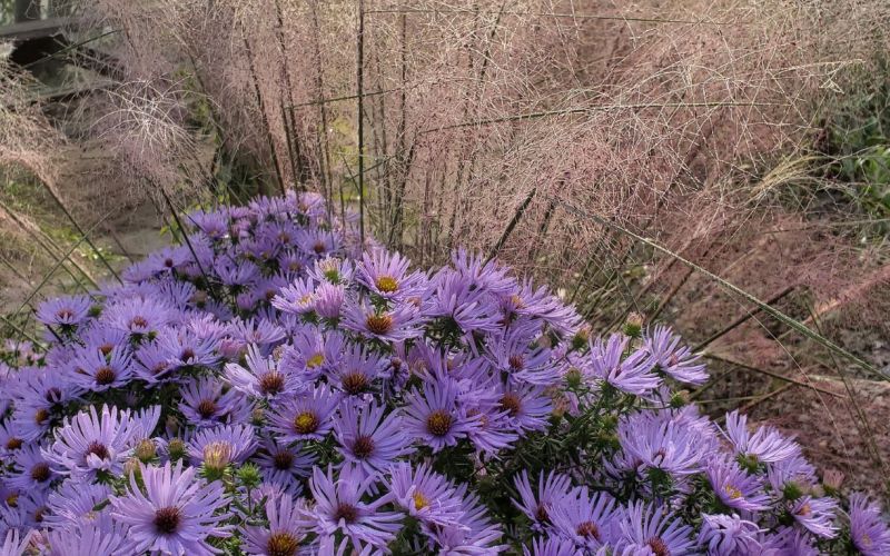 Aster Raydons Favorite sm