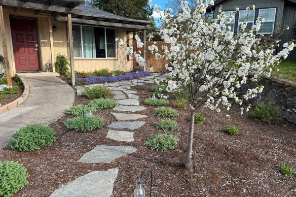 front lawn replacement project with fruit tree and flagstone path