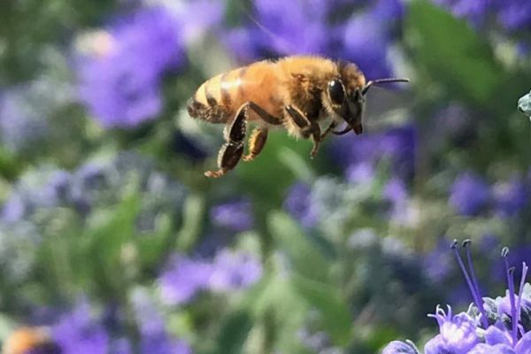 honey bee hovering over purple flowers