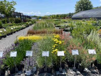 Shooting Star plant nursery in Central Point Oregon grows neonic-free, pollinator-friendly plants and trees