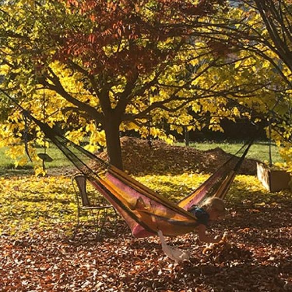 Zelkovas make good hammock trees
