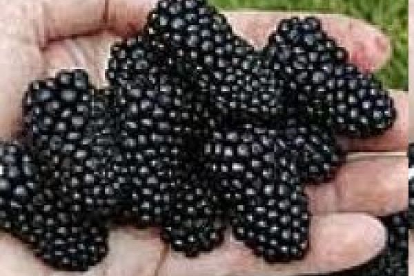 Blackberries2