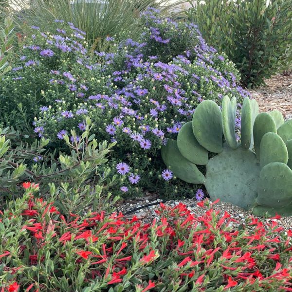 display rock garden with drought tolerant and cold hardy plants