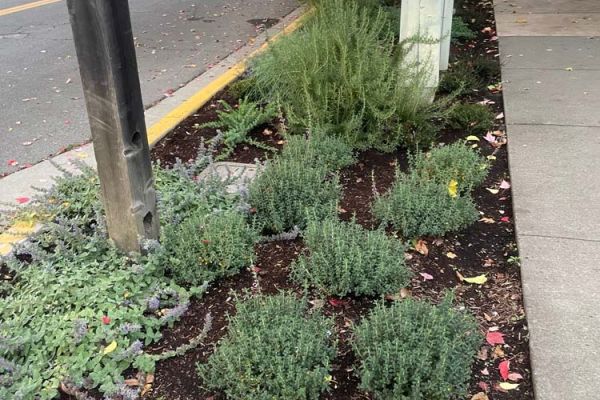 deer resistant street curbside plantings