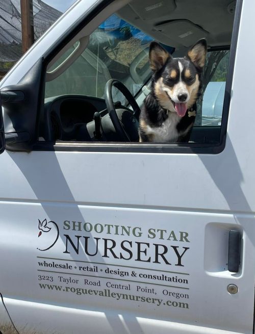 dog Fig in delivery truck