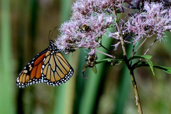 Monarch butterfly on Joe Pye weed