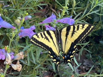 Penstemon Margarita BOP with swallowtail butterfly