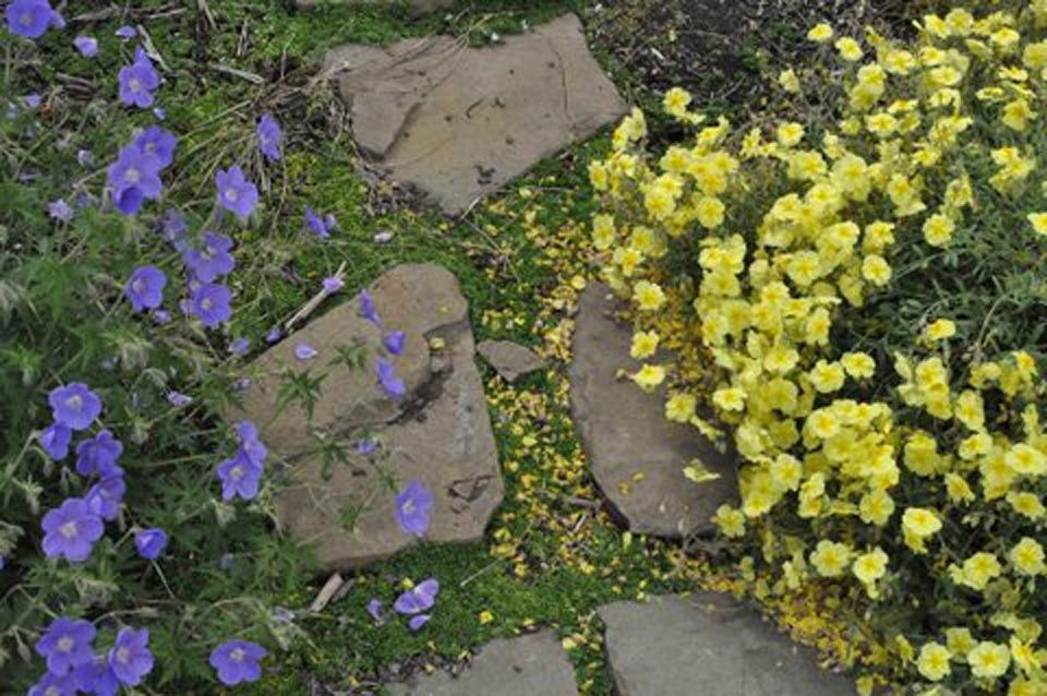 landscape design with path and flowers