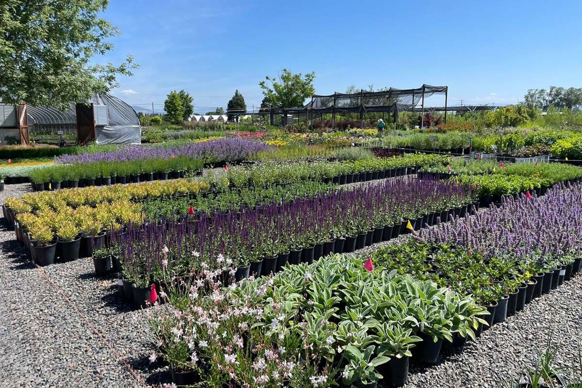 Shooting Star Nursery potted plants sorted in orderly rows