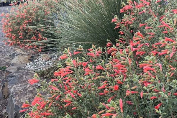 drought tolerant grasses and Zauschneria in display rock garden