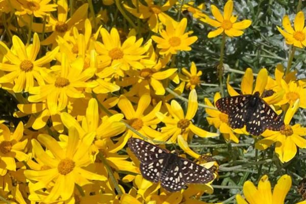 landscape design after at Vista 222 Winery