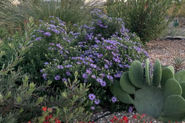 drought tolerant grasses, Aster, Opuntia cactus, and Zauschneria