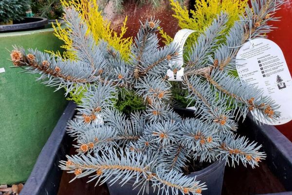 Picea glauca Procumbens sm