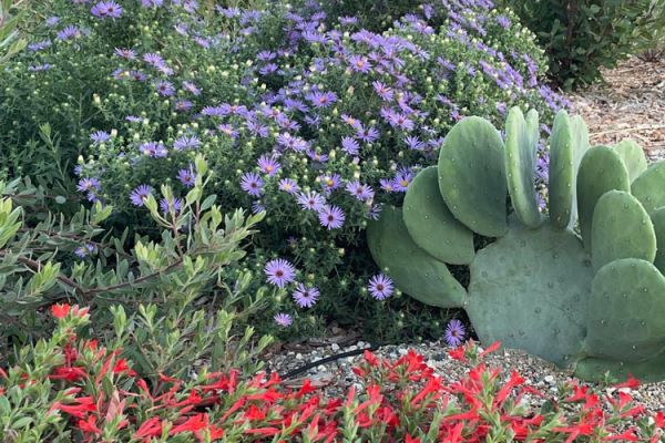 display rock garden with drought tolerant and cold hardy plants