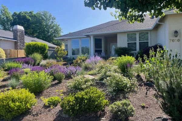 two years after lawn replacement with drought tolerant and low maintenance plants