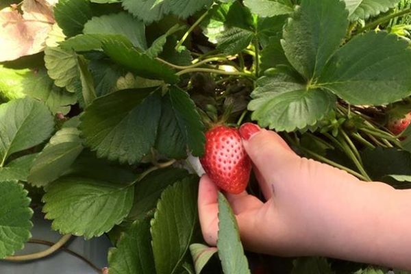 student picking strawberries