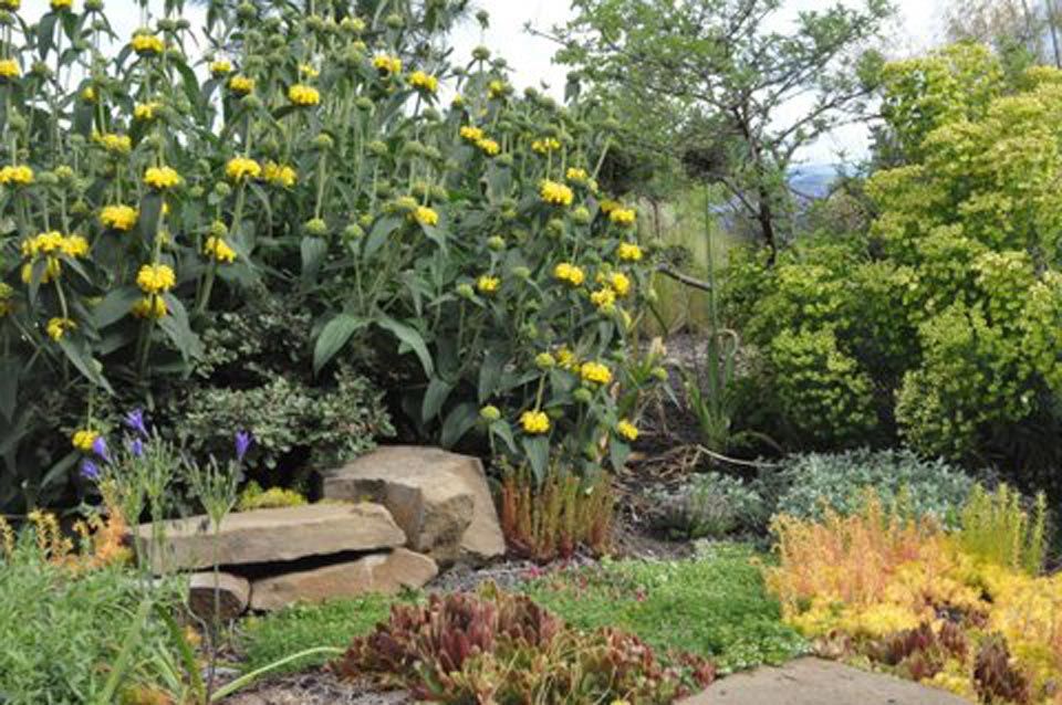landscape design by Shooting Star Nursery with boulders, paths and all season interest