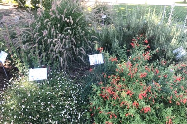 elementary school pollinator garden