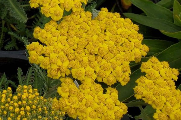 Achillea Little Moonshine