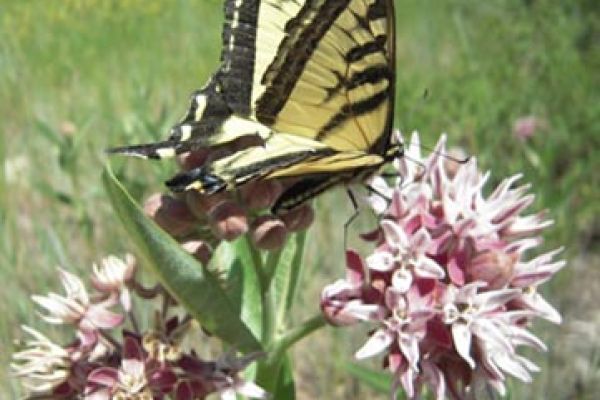 butterfly on flowers