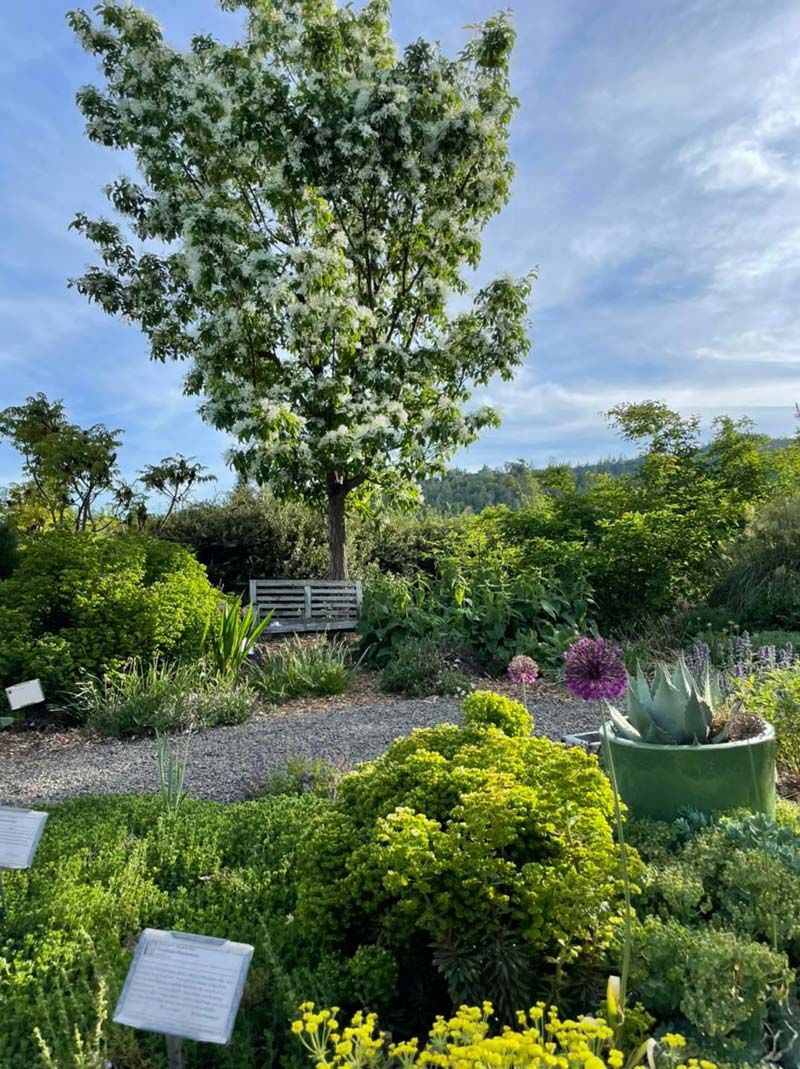 Shooting Star Nursery display garden