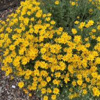 Eriophyllum sm