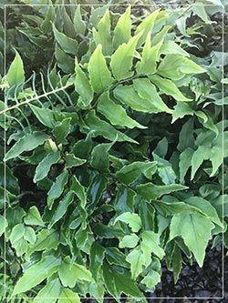 Cyrtomium fortunei (Hardy Holly Fern)