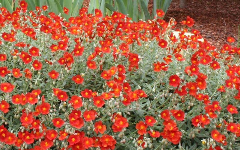 helianthemum sunrose orange in waterwise jewel tones garden