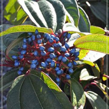 Viburnum davidii