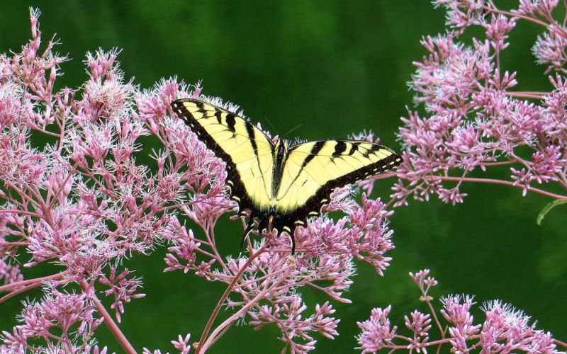 swallowtail butterfly on Joe Pye weed in sunny pollinator garden