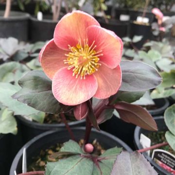 Hellebore 'Pink Frost'