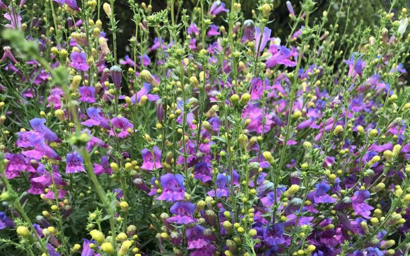 Penstemon Margarita Bop in sunny waterwise pastel tones garden