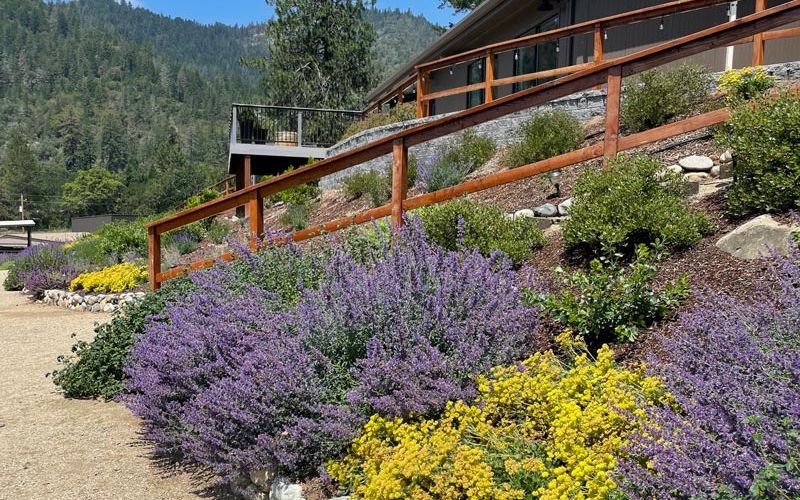 mostly natives waterwise garden in Southern Oregon