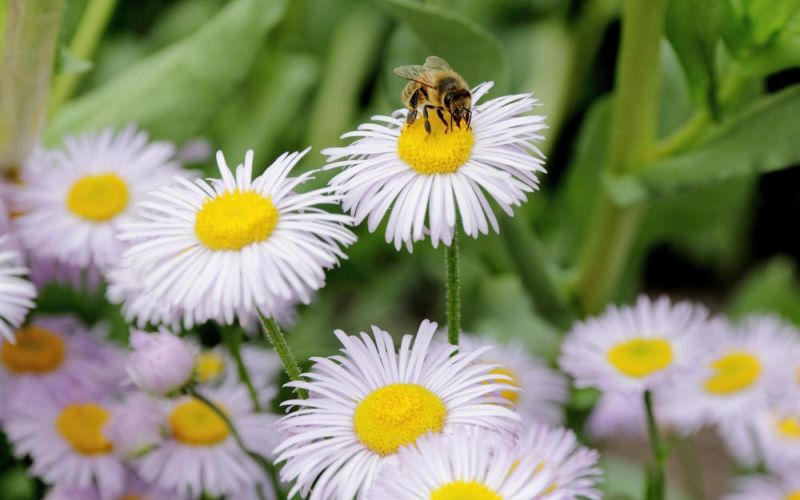 honey bee on fleabane flower in shady pollinator garden
