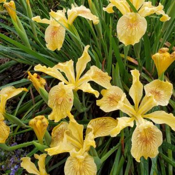 Iris 'Pacific Coast Hybrids'