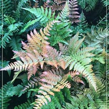 Dryopteris erythrosa (Autumn Fern)