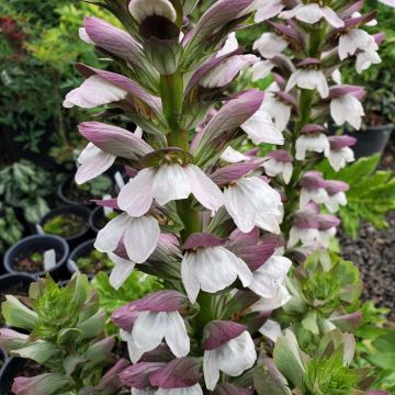 Acanthus mollis