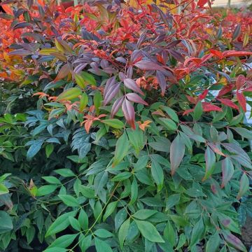 Nandina (Heavenly Bamboo)